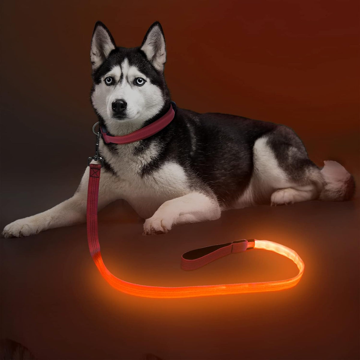 LED Light Up Dog Leash, USB Rechargeable (6FT,Pink)