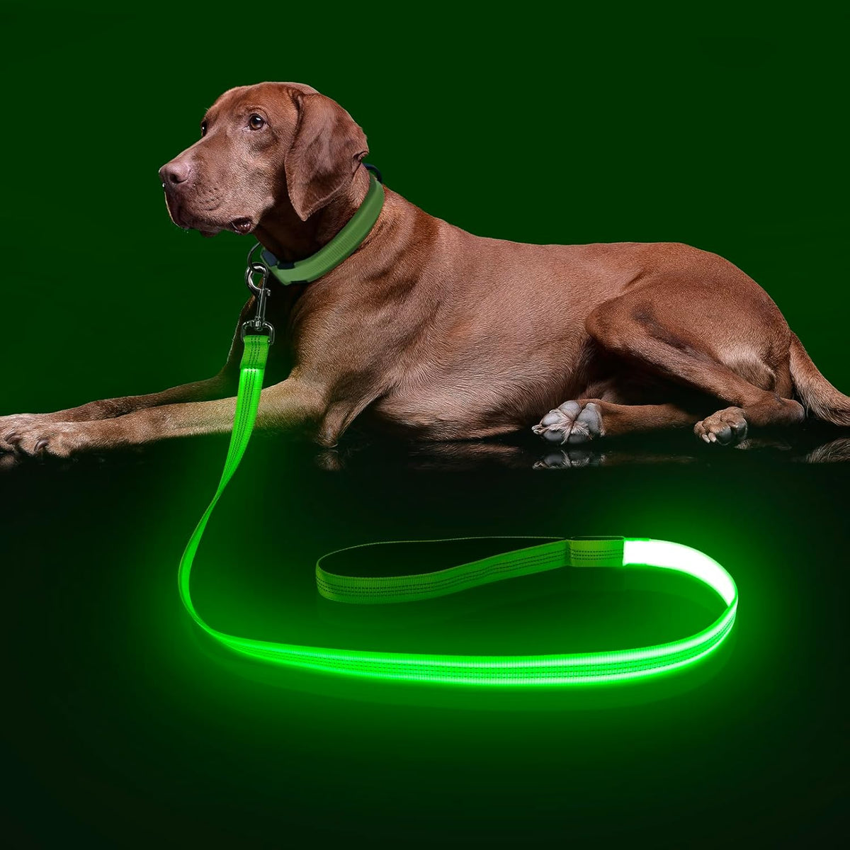 LED Light Up Dog Leash, USB Rechargeable (6FT,Pink)
