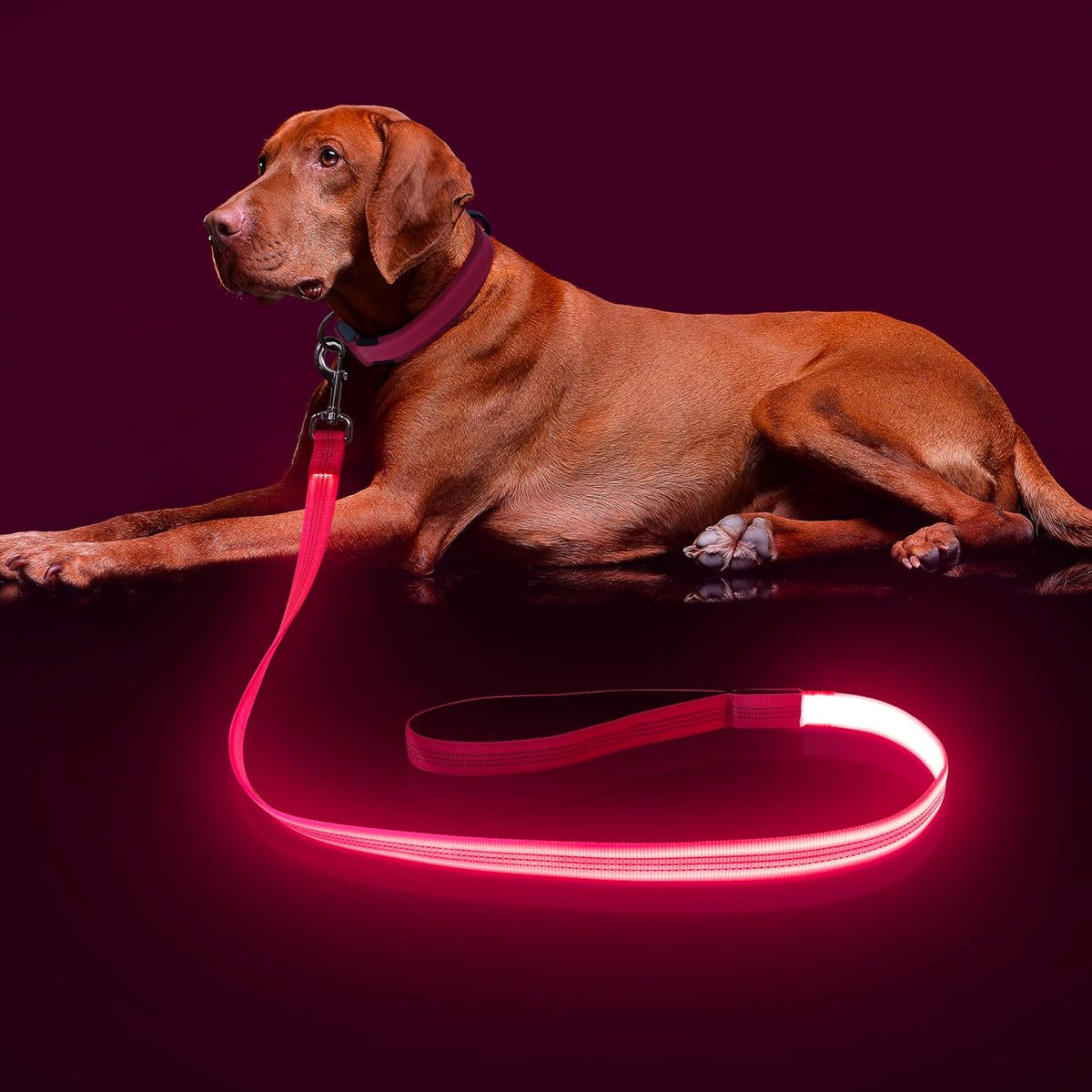 LED Light Up Dog Leash, USB Rechargeable (6FT,Pink)